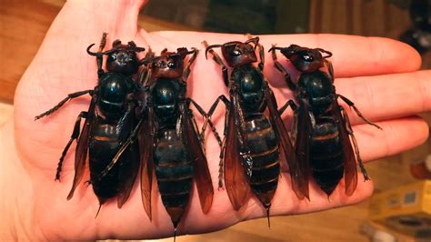 are the killer hornets from china